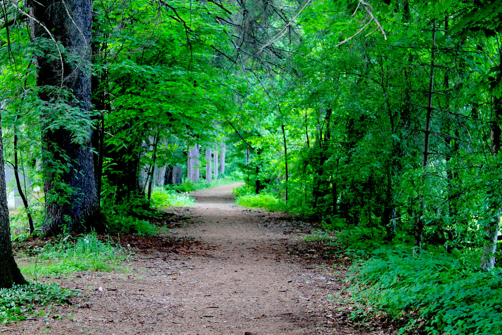 Our Own Forest Oasis